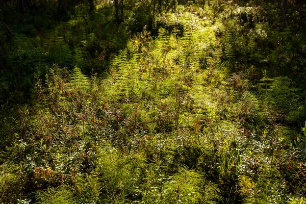 Eğreltiotu Polypodiophyta Güneş Işınlarındaki Yaprak Döken Bir Ormanda Resmi Kapat — Stok fotoğraf