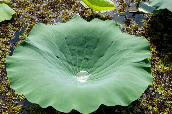 Большой Круглый Зеленый Лист Лилии Nelumbo Nucifera Каплей Воды Пруду — стоковое фото