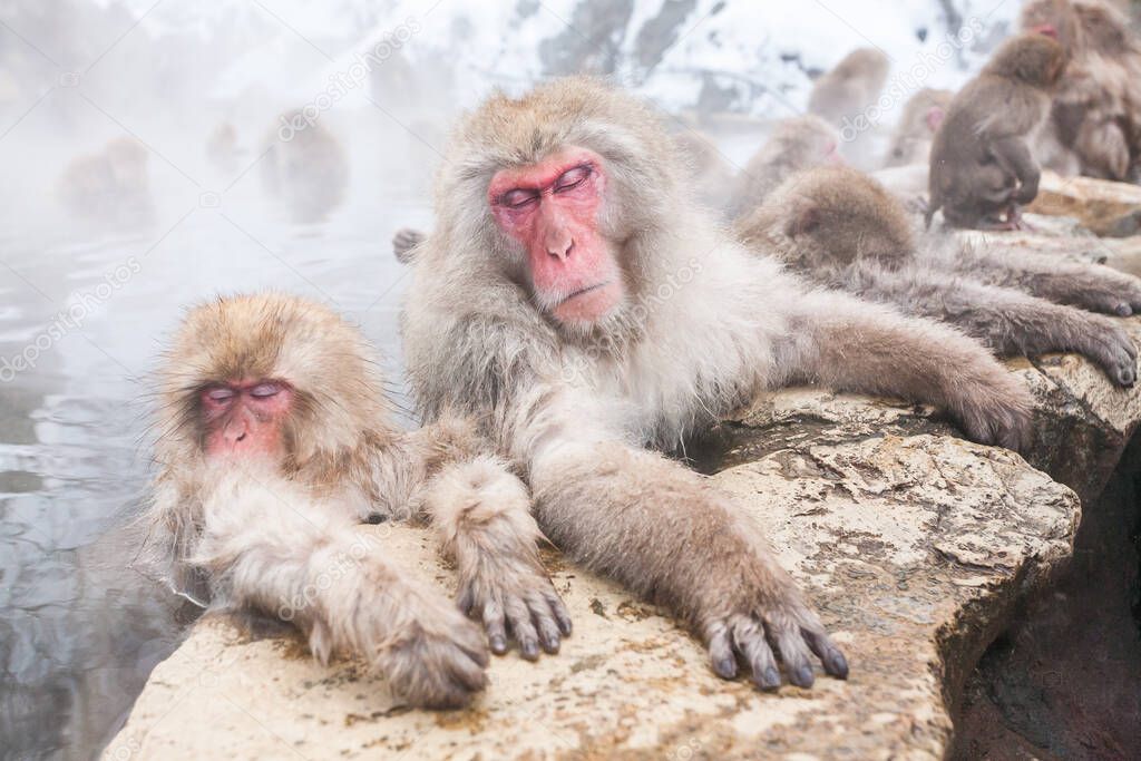 Group of snow monkeys sleeping in a hot spring, Japan.