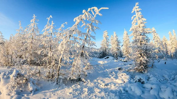 Sneeuwlandschap Met Dennenboom Bedekt Met Sneeuw — Stockfoto