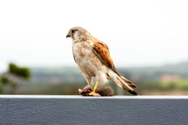 Avustralya kerkenezi (Nankeen Kerkenezi, Falco senkrotür) fare yiyor