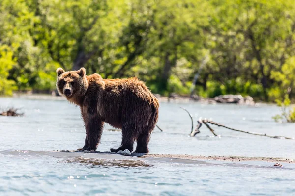 Bruine Beer Zoek Naar Fotokamera Kurile Meer Kamchatka Schiereiland Rusland — Stockfoto