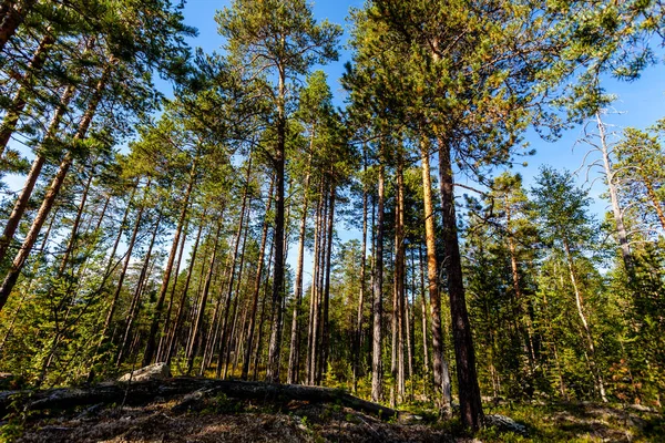 stock image Pine forest on a sunny summer day. Karelia, Russia