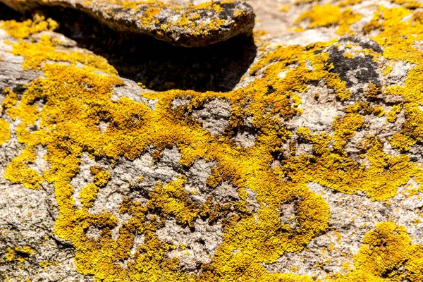 Λαμπερό Κίτρινο Lichen Μεγαλώνει Πενιχρό Πετρώδες Έδαφος Κόκκινο Κέντρο Στην — Φωτογραφία Αρχείου