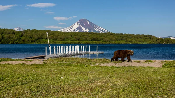 Urso Pardo Ursus Arctos Beringianus Caminhando Perto Lago Kurile Contra Fotografia De Stock