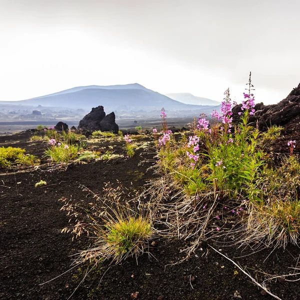 Paisaje Volcánico Flores Rosadas Creciendo Cerca Del Volcán Tolbachik Península — Foto de Stock