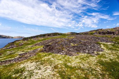 Kuzey kutup yazı. Barents Denizi 'nin güzel kıyı şeridi, Kuzey Buz Denizi, Kola Yarımadası, Rusya