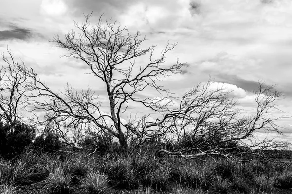 Μοναχικά Γυμνό Δέντρο Στην Αυστραλία Outback Βόρεια Επικράτεια — Φωτογραφία Αρχείου