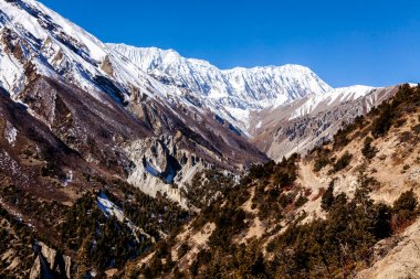 Tilicho Tepesi (yüksekliği 7,134 metre) Himalayalar, Nepal, Annapurna koruma alanı