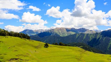 Kafkasya dağlarındaki yeşil vadide otlayan koyunlar. Georgia, Tusheti