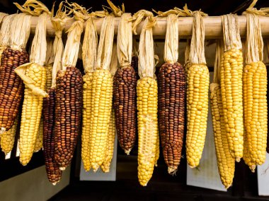 Olgun mısır koçanları güneşte kurumuş. Organik doğal vejetaryen yiyecekler..