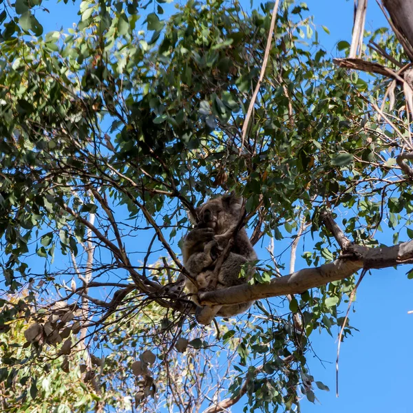 Koala Hiding High Eucalyptus Tree Australia Kangaroo Island Stock Picture