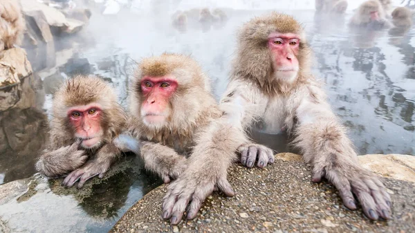 Monos de nieve sentados en una fuente termal, Japón. — Foto de Stock