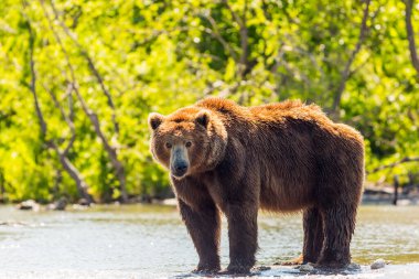 Kurile gölünde balık tutan kahverengi ayı ya da Ursus arctos beringianus. Kamçatka, Rusya
