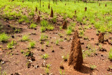 Büyük karınca yuvaları. Avustralya, taşra, Kuzey bölgesi