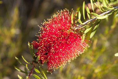 Kırmızı şişe fırçası ağacı (Callistemon) çiçek. Avusturalya