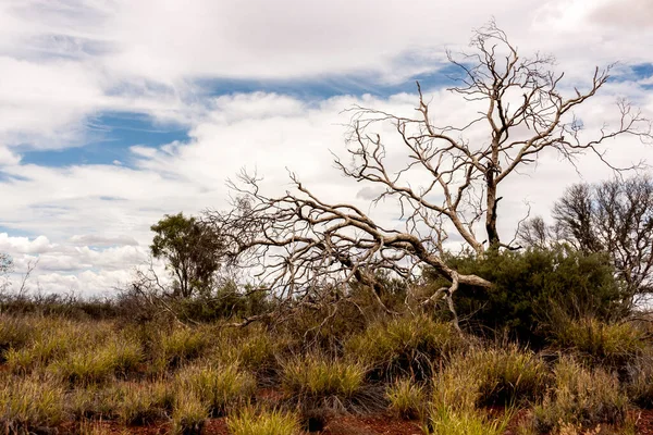 オーストラリアの砂漠にある裸の木 オーストラリアのノーザンテリトリーのアウトバック — ストック写真