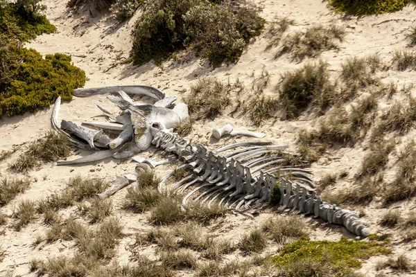 Avustralya Nın Kuzeyindeki Avustralya Çölünde Antik Hayvan Iskeleti — Stok fotoğraf