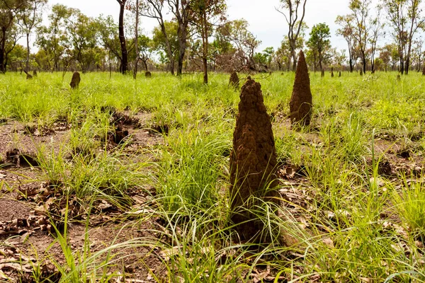 Grandes Fourmilières Termites Australie Outback Territoire Nord — Photo