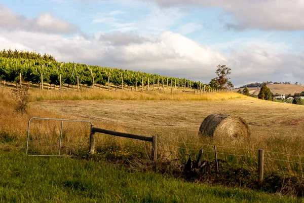 Ряди Виноградної Лози Жовтого Стиглого Соку Пшениці Поля Південній Австралії — стокове фото