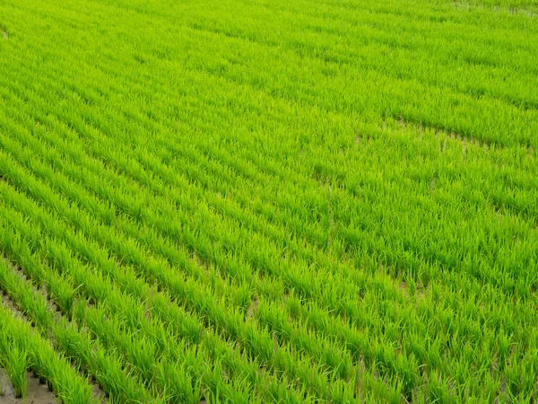 Азійські Зелені Рисові Поля Closeup Image Top View Rices Paddy — стокове фото