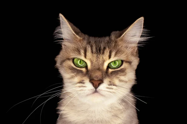 Портрет Кота Зелеными Глазами Поврежденными Усами Темном Фоне — стоковое фото