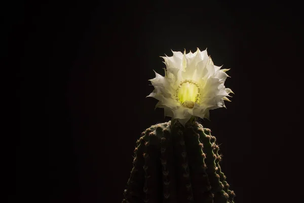 Flowering Cactus White Flower Black Background — Stock Photo, Image
