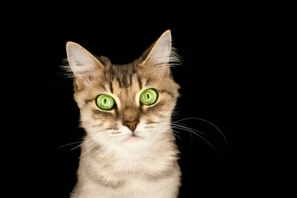 Портрет Кота Зелеными Глазами Поврежденными Усами Темном Фоне — стоковое фото