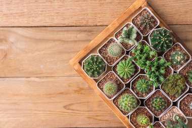 yeşil kaktüs ahşap arkaplan üzerinde kopya alanı ile üst görünüm