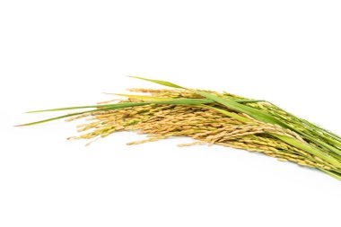 Beyaz arka planda organik pirinç ya da yasemin pilavı.