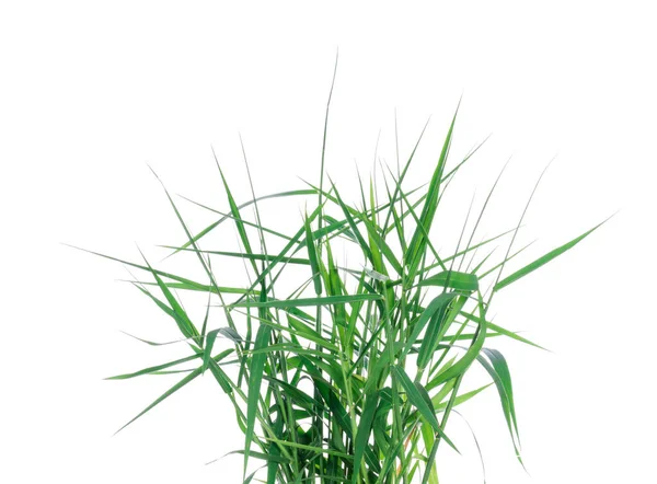 Green Grass Nature Isolated White Background — Stock Photo, Image