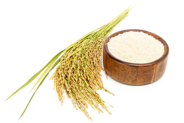 Organic white rice or jasmine rice in a wooden bowl with ears of rice, isolated on white background.