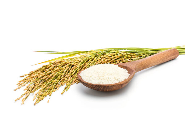 Organic white rice or jasmine rice in a wooden spoon isolated on a white background
