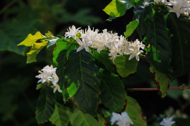 Beyaz çiçeklerle açan mis kokulu beyaz kahve çiçekleri yakın plan organik kahve tarlaları.