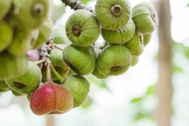 Bir çiftçinin organik bahçesindeki incir ağacında sağlıklı incir, mor ve yeşil incir..