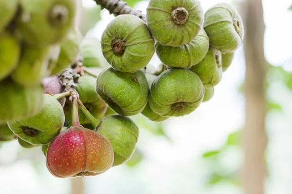 Bir çiftçinin organik bahçesindeki incir ağacında sağlıklı incir, mor ve yeşil incir..