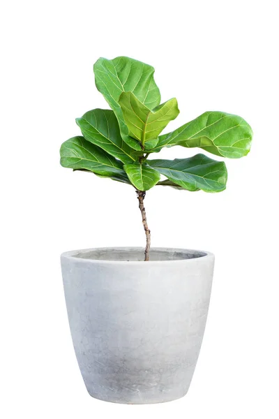 Gröna Prydnadsväxter Betong Eller Cementkrukor Isolerad Vit Bakgrund — Stockfoto