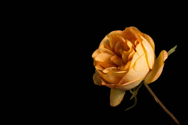 Sahte çiçekler ya da koyu arkaplanda güzel tekstil çiçekleri.