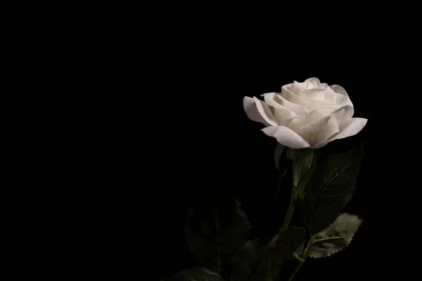 暗い背景に偽の花や美しい織物の花 — ストック写真
