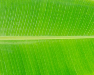 yeşil taze muz yaprağı arkaplan resmi