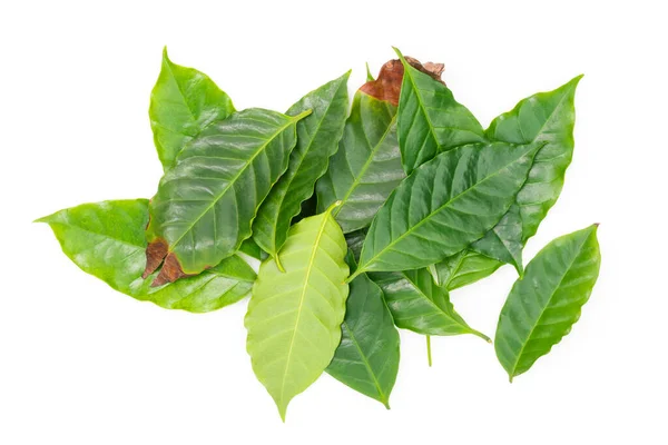 Fresh Green Coffee Leaves Isolated White Background — Stock Photo, Image