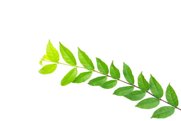 Beyaz arkaplanda yeşil yapraklar izole