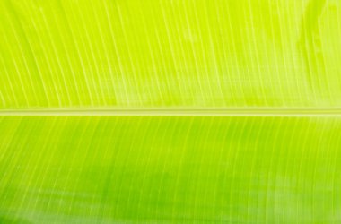 taze yeşil doğal muz yaprağı arkaplan resmi