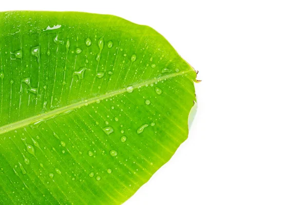 Fresh Green Natural Banana Leaf Background Image Isolated White Background — Foto de Stock