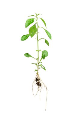 Beyaz arkaplanda izole edilmiş kökleri olan yeşil bitkiler veya otlar