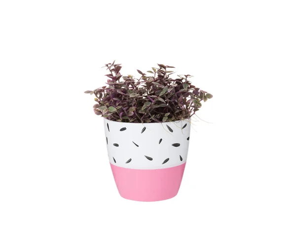 Green Plants Ceramic Pots White Background — Stockfoto