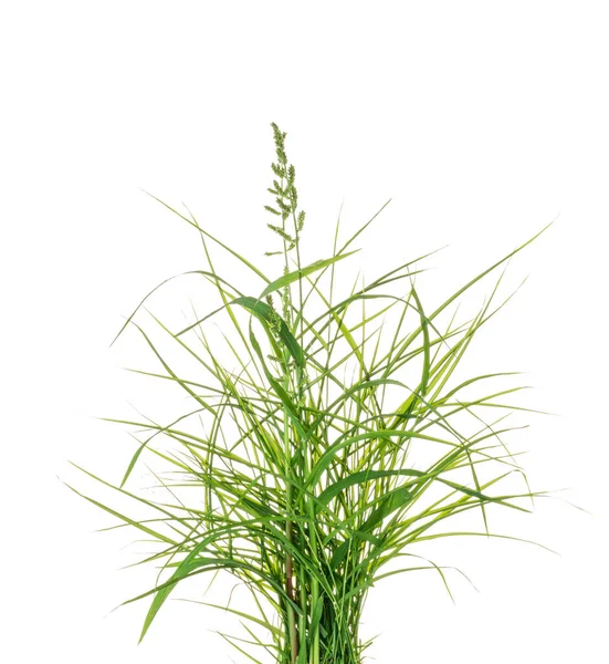 Groen Gras Natuur Geïsoleerd Witte Achtergrond — Stockfoto
