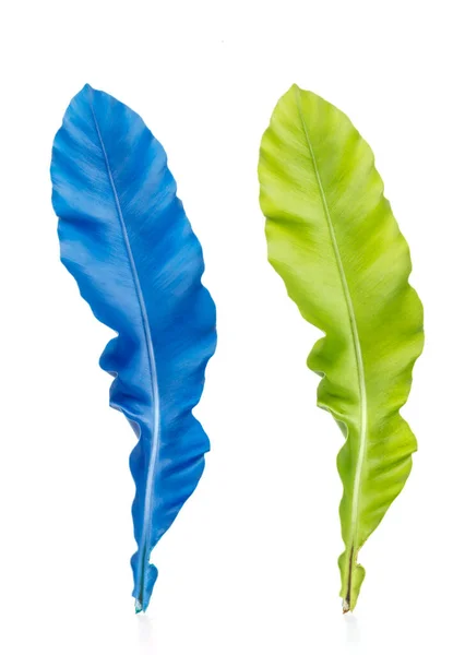 Folhas Decorativas Belas Cores Verde Azul Isolado Sobre Fundo Branco — Fotografia de Stock