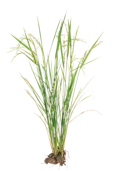 Nature Green Grass Rice Plant Isolated White Background — Stock Photo, Image