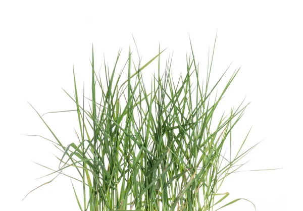 Yeşil çimen doğası beyaz arkaplanda izole